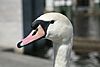 Swan portrait