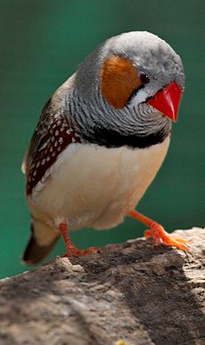 Taeniopygia guttata - front view - dundee wildlife park