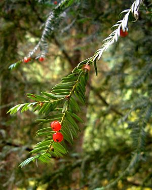 Taxus brevifolia Blue Mts WA.jpg