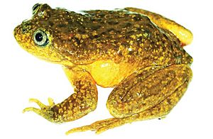 Telmatobius ventriflavum 37936 (1).jpg