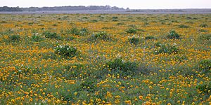 Texas bullnettle & plains coreopsis, Attwater Prairie Chicken National Wildlife Refuge, Colorado Co., TX, USA (3 May 2018)