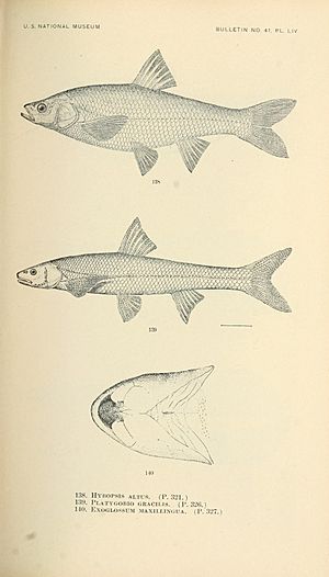 The fishes of North and Middle America (Pl. LIV) (7983322799).jpg