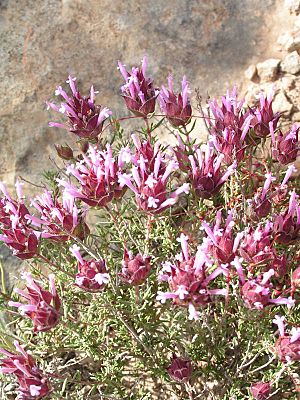 Thymus moroderi03-800.jpg