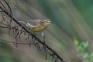 Tickell's Leaf-Warbler