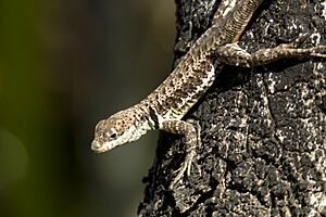 Tropidurus torquatus.jpg