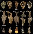 Tylosaurus spp. cranial elements