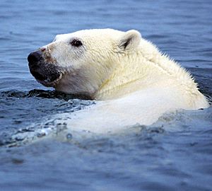 Ursus maritimus 4 1996-08-04