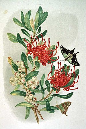 Waratah and Native Arbutus