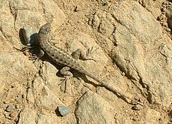 WesternFenceLizard