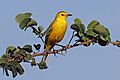 Western yellow wagtail (Motacilla flava lutea) male