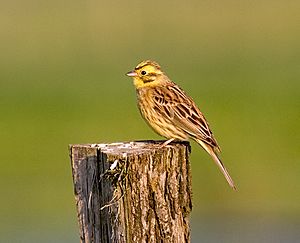 Yellowhammer