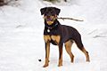 03 Snow Bunny Talitha Rottweiler