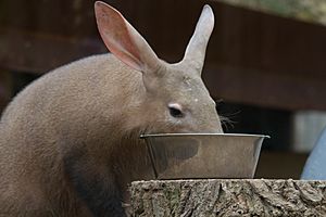 Aardvark London Zoo