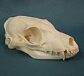 Aardwolf Skull