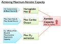 Achieving Maximum Aerobic Capacity