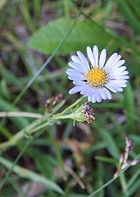 Alpine aster Aster alpigenus flower