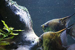 Angelfish breeding