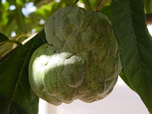 Annona squamosa.jpg