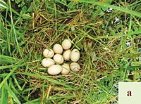 Aythya baeri eggs