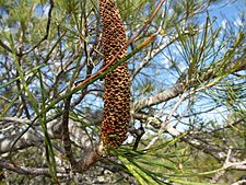 Banksia tricuspis (fower spike)