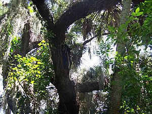 Bee hive estero river