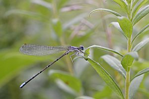 Blue-fronted Dancer (Argia apicalis) (14681891387)