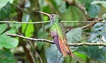 Buff-bellied Hummingbird (Amazilia yucatanensis) Sabal Palm C