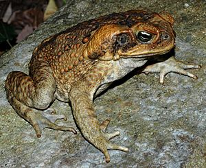 Bufo marinus from Australia