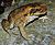 Bufo marinus from Australia.JPG