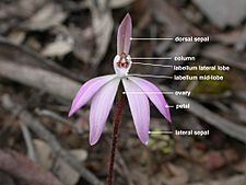 Caladenia fuscata labelled