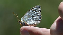 Callippe Fritillary (14427746549)