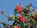 Callistemon 'Splendens'.jpg