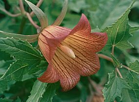 Canarina canariensis Tenerife (02)