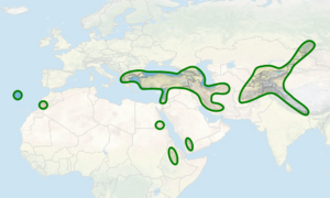 Cicer distribution map.png