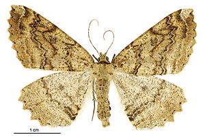 Cleora scriptaria female.jpg