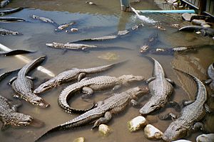 Co mosca gator farm1.jpg