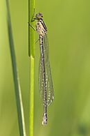 Coenagrion puella LC0362