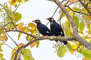 Common Hill-Myna