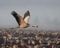 Common crane in flight