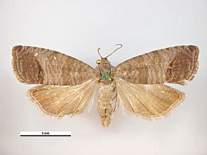 Cydia pomonella male dorsal.jpg