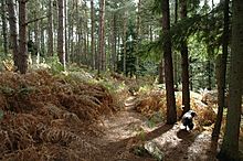 Delamere Forest - geograph.org.uk - 63299