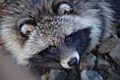 Der Marderhund, Tanuki oder Enok (Nyctereutes procyonoides), bitte nicht zu verwechseln mit einem Waschbär, hier im Wisentgehege in Springe (Kleiner Deister)