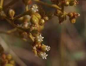 Dicrastylis exsuccosa flowers