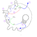 Dicty Signal Relay