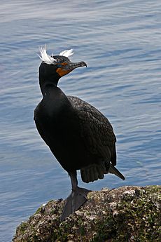 Double-crested cormorant during breeding season