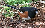 Eastern Towhee-27527-3