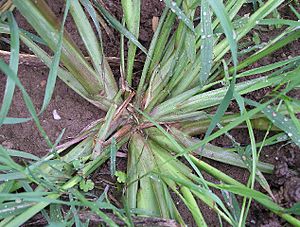 Echinochloa crus-galli 2006.08.27 15.00.13-p8270053