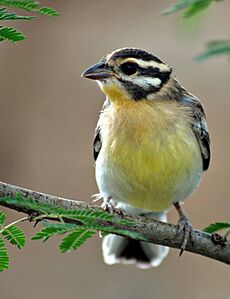 Emberiza flaviventris -Opuwo, Namibia-8