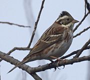 Emberiza rustica2.jpg