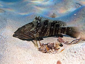 Epinephelus aeneus Roberto Pillon.jpg